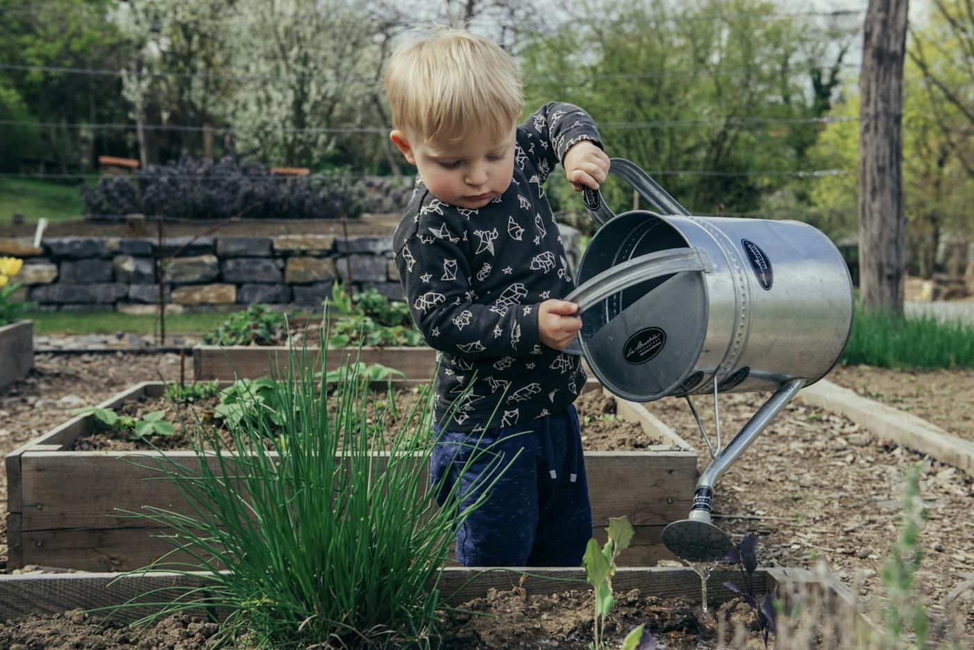 A boy waters a raised garden bed with a metal can